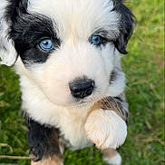 Pepper is registered to the contest to win money with this photo: puppy, dog, blue_eyes, black_and_white, fluffy, cute, grass, outdoor, close_up, young, pet, animal, fur, nose, paw, nature, playful, portrait, adorable, face
