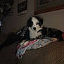 Pepper joined the competition — help win amazing prizes! puppy, dog, blue_eyes, black_and_white, couch, quilt, indoor, pet, resting, cozy, furniture, living_room, wall_decor, blanket, animal, cute, fur, household, relaxed, domestic