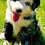 Pepper joined the competition — help win amazing prizes! puppy, dog, grass, outdoor, tongue, black_and_white, cute, pet, young, animal, nature, sunlight, sitting, fur, playful, happy, close_up, adorable, canine, mammal