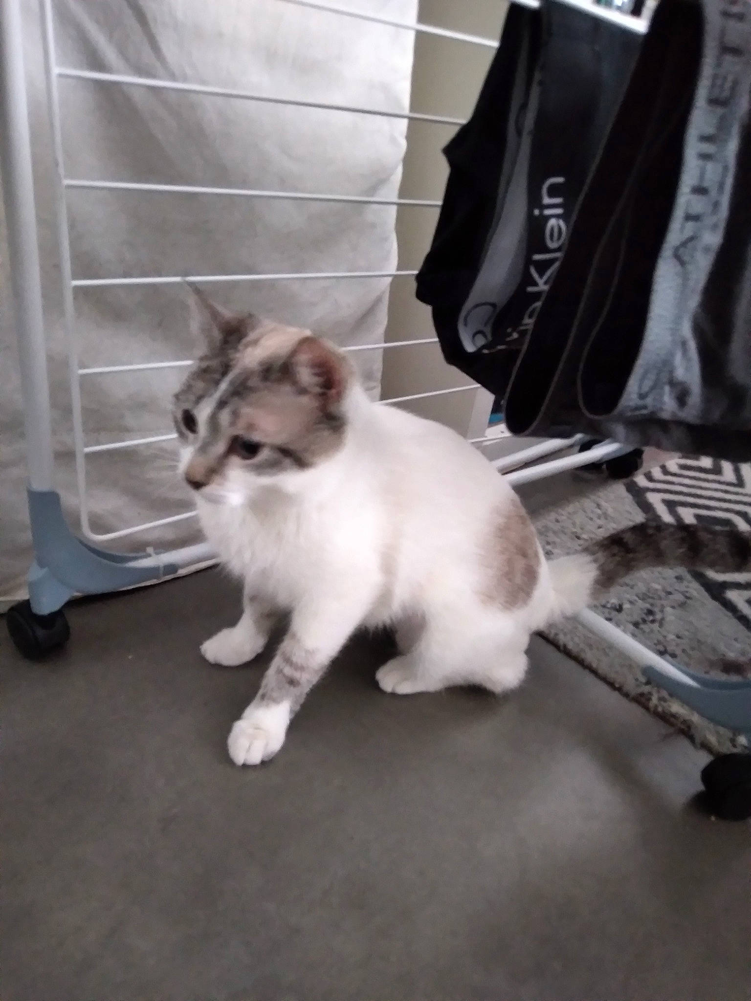 Mimine a rejoint le concours — aidez-le/la à gagner de superbes lots ! carnivore, cat, comfort, domestic_short_haired_cat, felidae, flooring, fur, hardwood, paw, small_to_medium_sized_cats, tail, whiskers