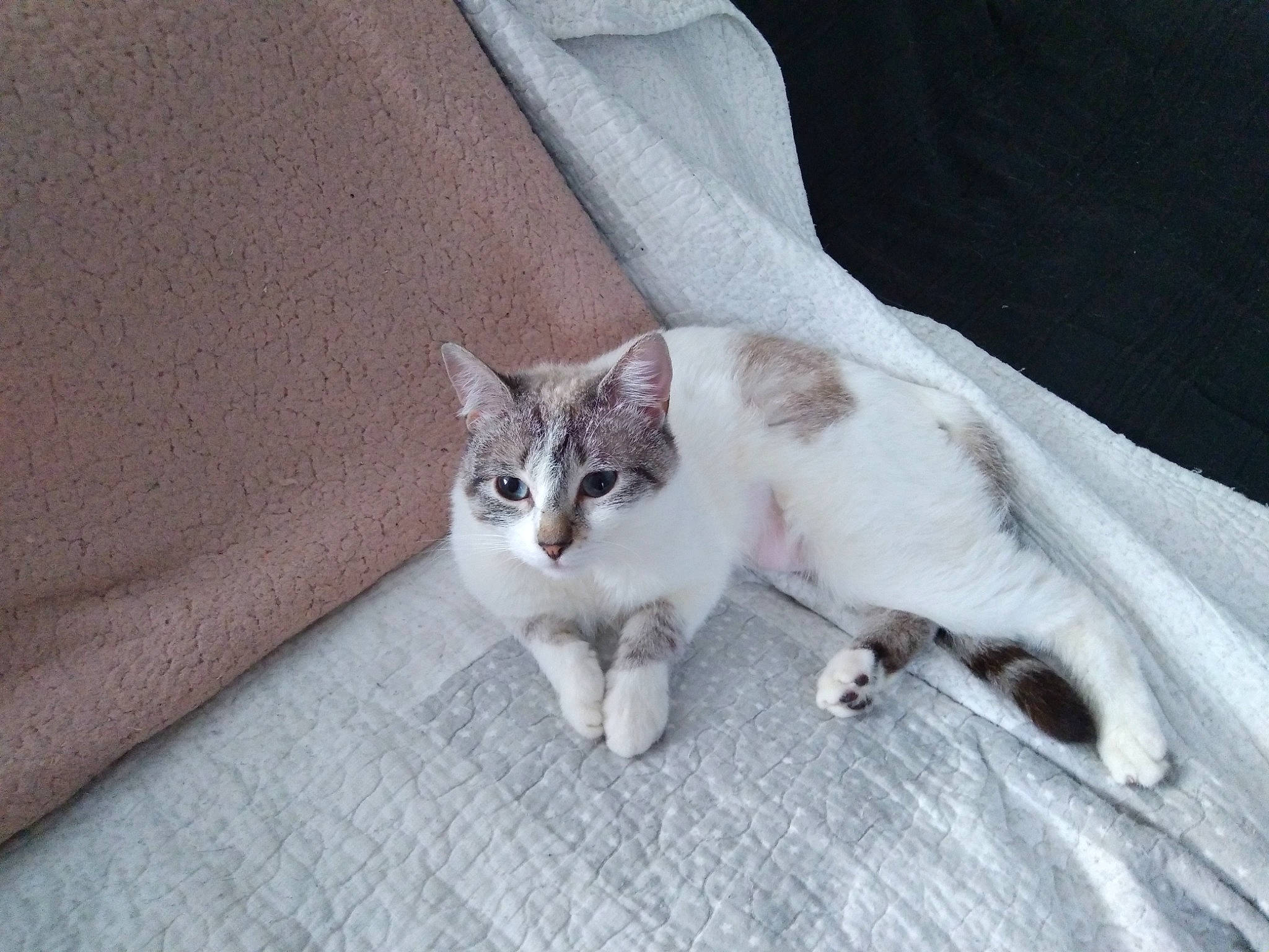 Mimine participe au concours pour gagner de l'argent avec cette photo : carnivore, cat, claw, comfort, domestic_short_haired_cat, fawn, felidae, fur, grey, linens, paw, sitting, small_to_medium_sized_cats, tail, whiskers, window, wood