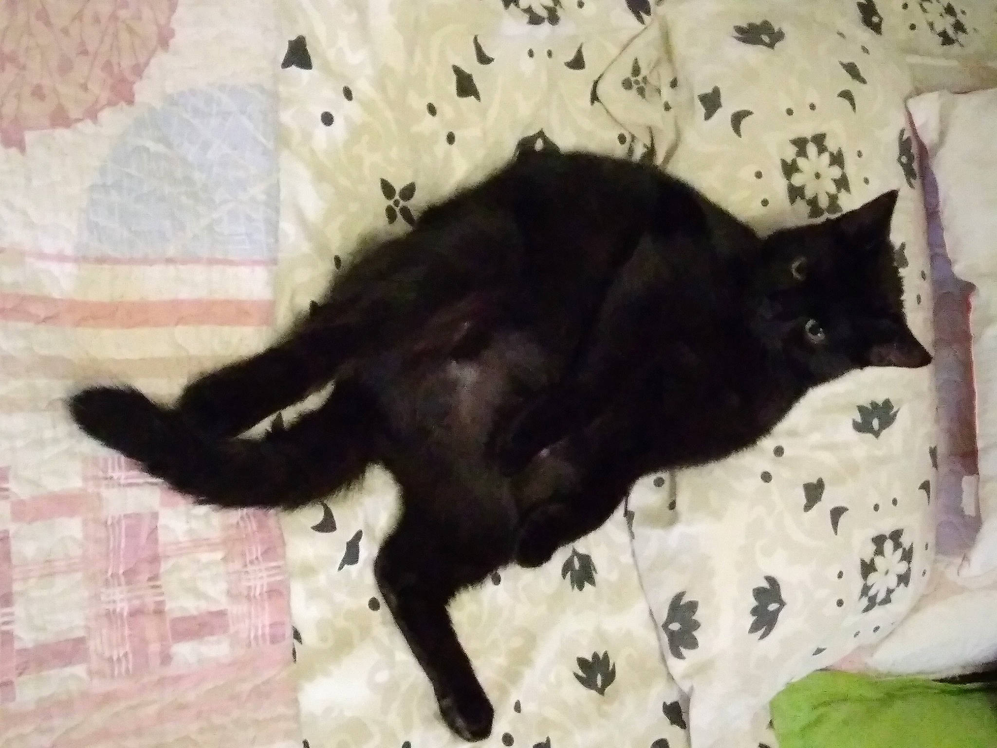 Nala a rejoint le concours — aidez-le/la à gagner de superbes lots ! black_cat, bombay, carnivore, cat, claw, comfort, dog_breed, domestic_short_haired_cat, felidae, fur, linens, mammal, pattern, shadow, small_to_medium_sized_cats, sporting_group, tail, terrestrial_animal, tints_and_shades, whiskers