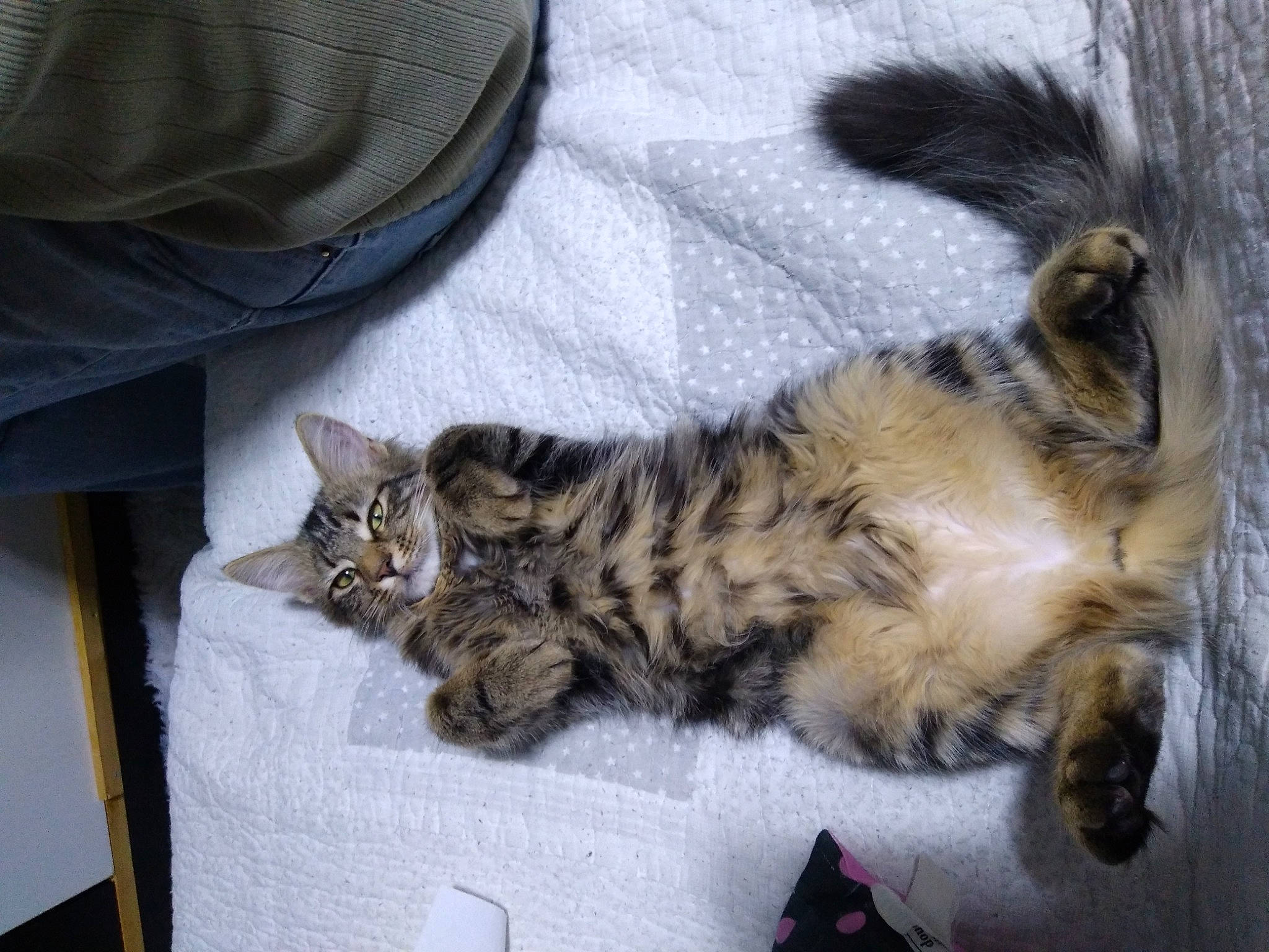 Oggy a rejoint le concours — aidez-le/la à gagner de superbes lots ! carnivore, cat, claw, comfort, domestic_short_haired_cat, felidae, fur, grey, nap, norwegian_forest_cat, paw, sleeve, small_to_medium_sized_cats, tail, terrestrial_animal, whiskers