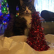 Simba joined the competition — help win amazing prizes! box, cat, celebration, christmas_tree, couch, cozy, curtains, decorations, festive, furniture, holiday_lights, indoor, ornaments, pet, plastic, red_tinsel, tabby_cat, tinsel, white_fur, window