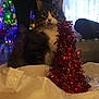 box, cat, celebration, christmas_tree, couch, cozy, curtains, decorations, festive, furniture, holiday_lights, indoor, ornaments, pet, plastic, red_tinsel, tabby_cat, tinsel, white_fur, window