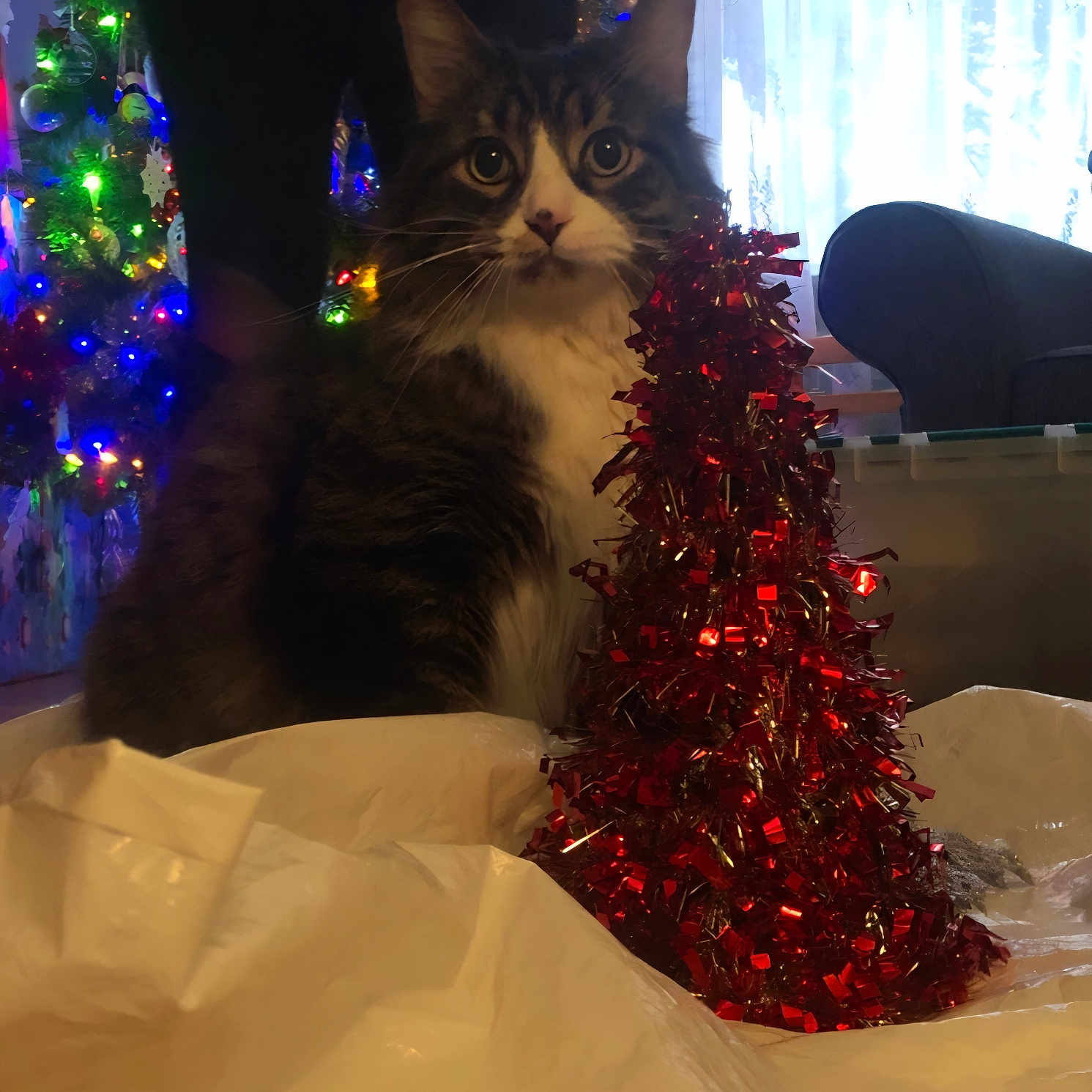 Simba joined the competition — help win amazing prizes! box, cat, celebration, christmas_tree, couch, cozy, curtains, decorations, festive, furniture, holiday_lights, indoor, ornaments, pet, plastic, red_tinsel, tabby_cat, tinsel, white_fur, window