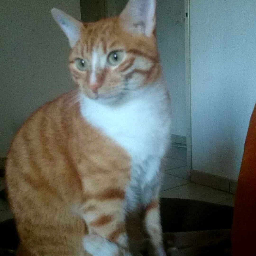 Garfield
