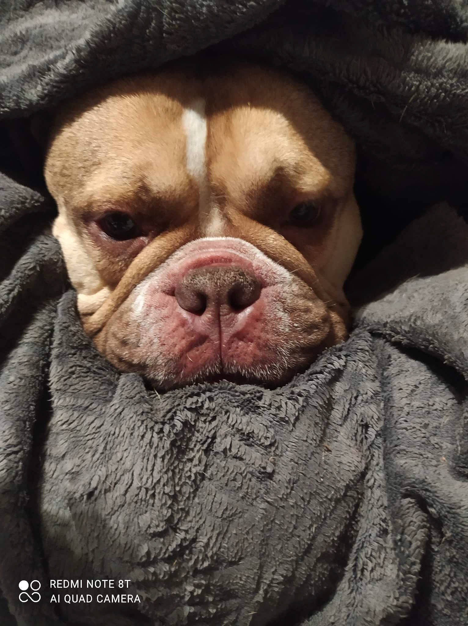 Crystal participe au concours pour gagner de l'argent avec cette photo : bulldog, canidae, carnivore, comfort, companion_dog, dog, dog_breed, fawn, fur, jaw, liver, molosser, non_sporting_group, sky, snout, sporting_group, terrestrial_animal, whiskers, working_animal, wrinkle