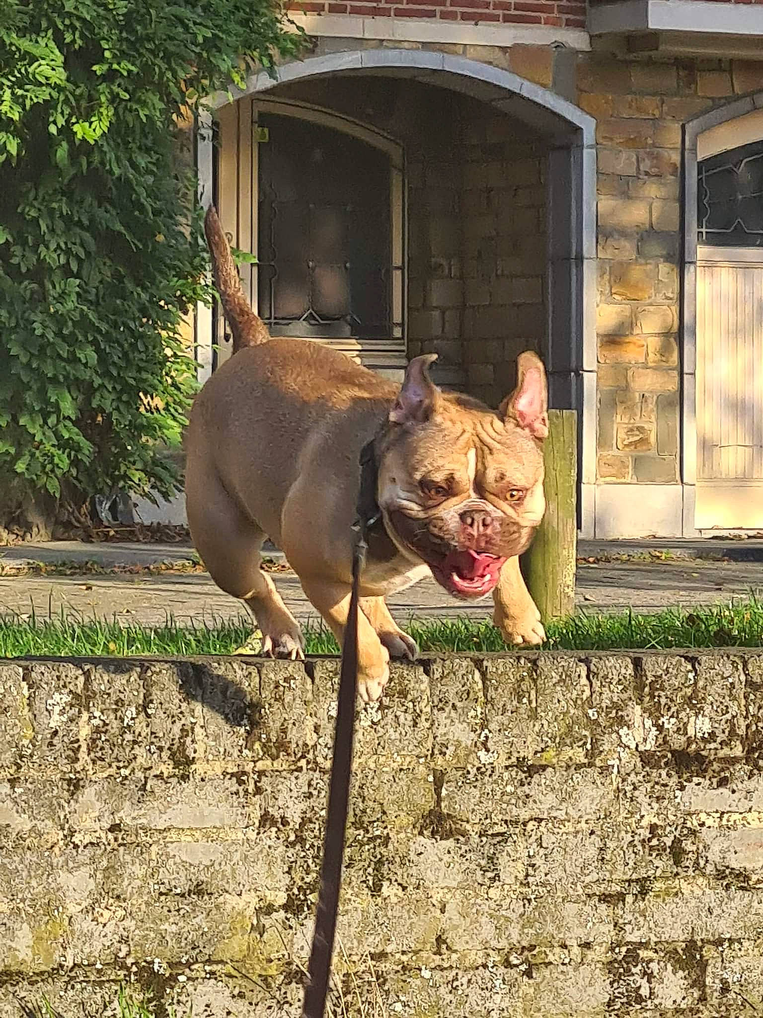 Crystal a rejoint le concours — aidez-le/la à gagner de superbes lots ! brick, brickwork, carnivore, companion_dog, dog, dog_breed, door, fawn, felidae, grass, liver, plant, small_to_medium_sized_cats, snout, tail, whiskers, window, wood, working_animal, wrinkle