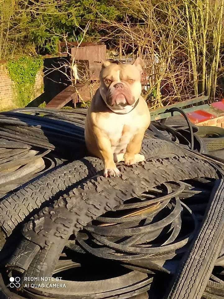 Crystal participe au concours pour gagner de l'argent avec cette photo : bulldog, canidae, carnivore, companion_dog, dog, dog_breed, fawn, felidae, grass, plant, pug, snout, sporting_group, tail, terrestrial_animal, tree, vertebrate, whiskers, wood, wrinkle