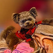 Brownie joined the competition — help win amazing prizes! dog, small_dog, plaid_shirt, blanket, brown_fur, pet, indoor, cozy, soft_texture, fur, cute, animal, looking_at_camera, resting, leash, pink_cloth, warm_colors, domestic_animal, pet_clothing, relaxed