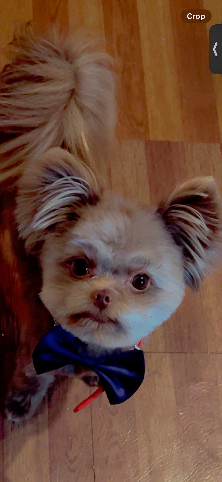 Brownie joined the competition — help win amazing prizes! dog, small_dog, bow_tie, fluffy, curious_eyes, pet, indoor, wooden_floor, cute, animal, fur, ears, face, looking_up, domestic_animal, companion, adorable, portrait, mammal, friendly