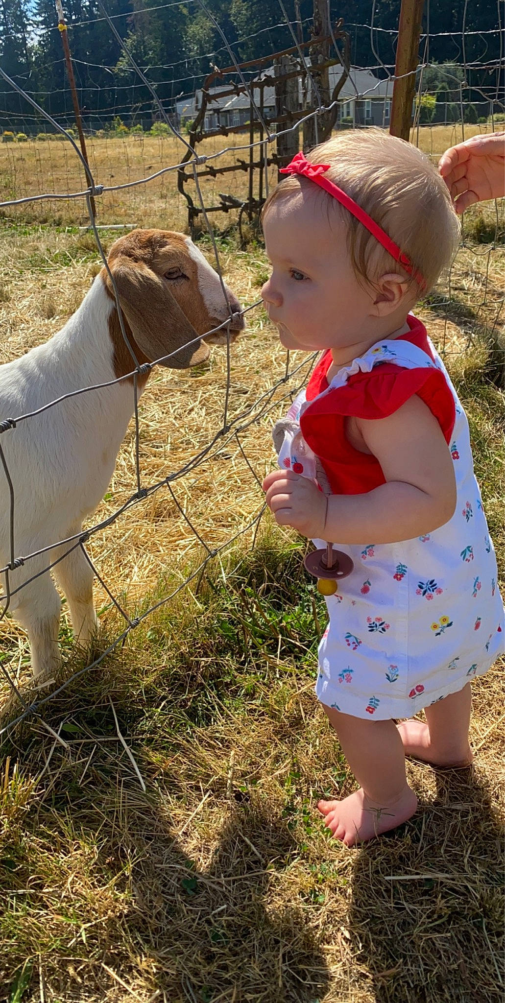 Ellowyn joined the competition — help win amazing prizes! canidae, carnivore, child, dog, fawn, person, pit_bull, play, pointer, toddler