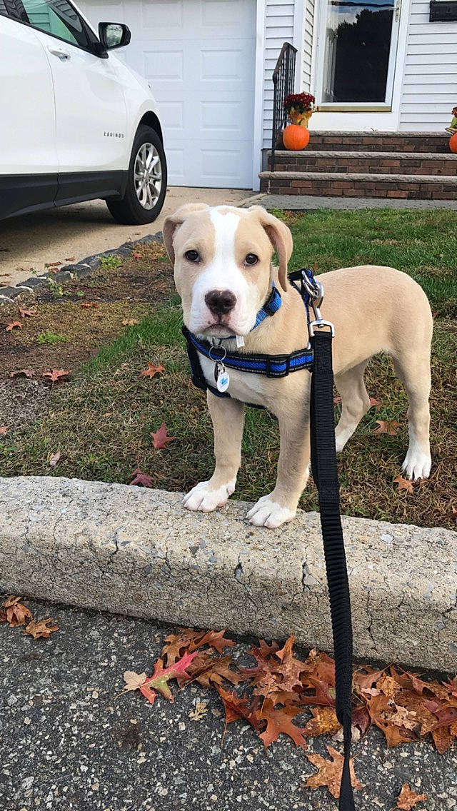 Bailey is registered to the contest to win money with this photo: adventure, american_bulldog, american_pit_bull_terrier, american_staffordshire_terrier, canidae, carnivore, dog, dog_breed, dog_walking, fawn, leash, mammal, non_sporting_group, pit_bull, rare_breed_dog, snout, sporting_group, tail