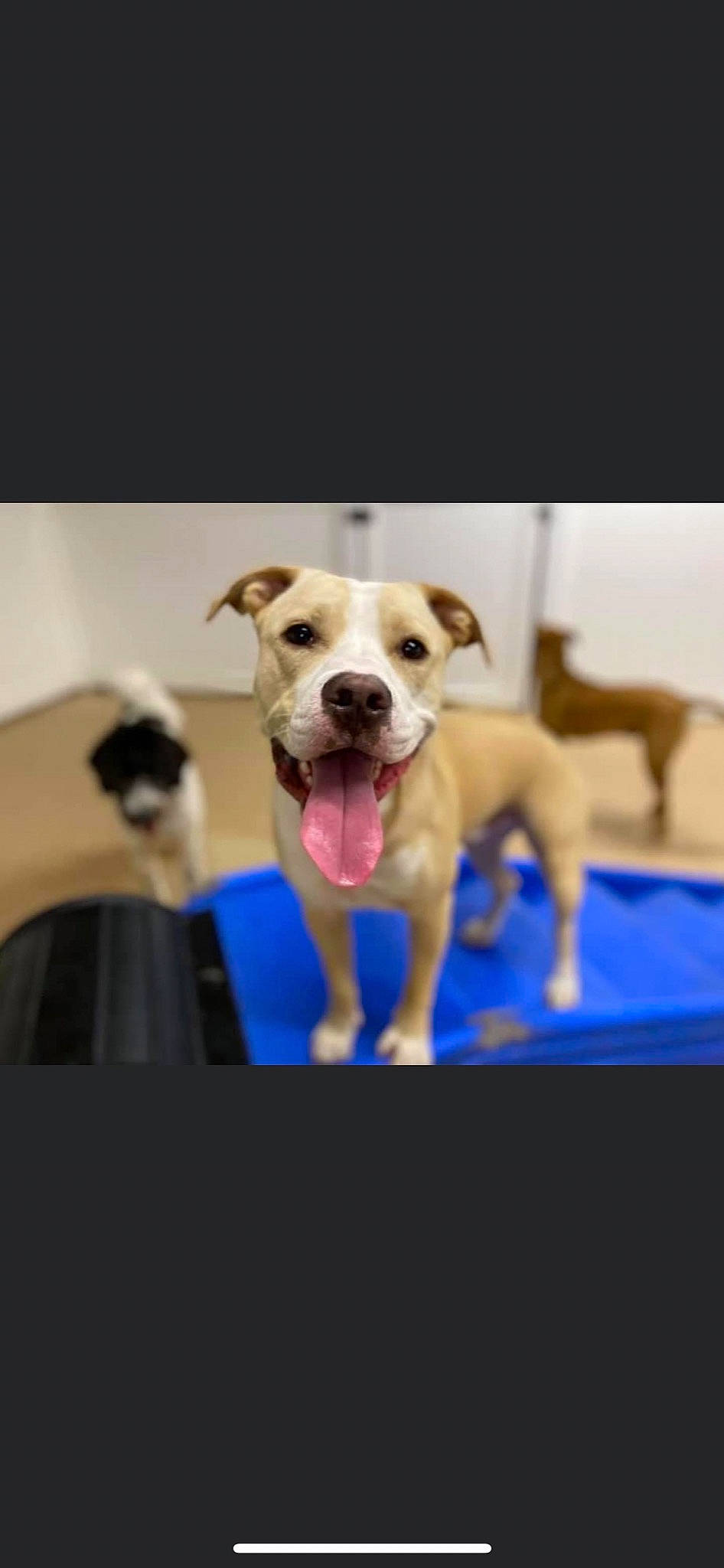 Bailey joined the competition — help win amazing prizes! ball, canidae, carnivore, collar, companion_dog, dog, dog_breed, dog_collar, dog_supply, electric_blue, fawn, guard_dog, happy, magenta, paw, pet_supply, photo_caption, puppy, working_animal, working_dog