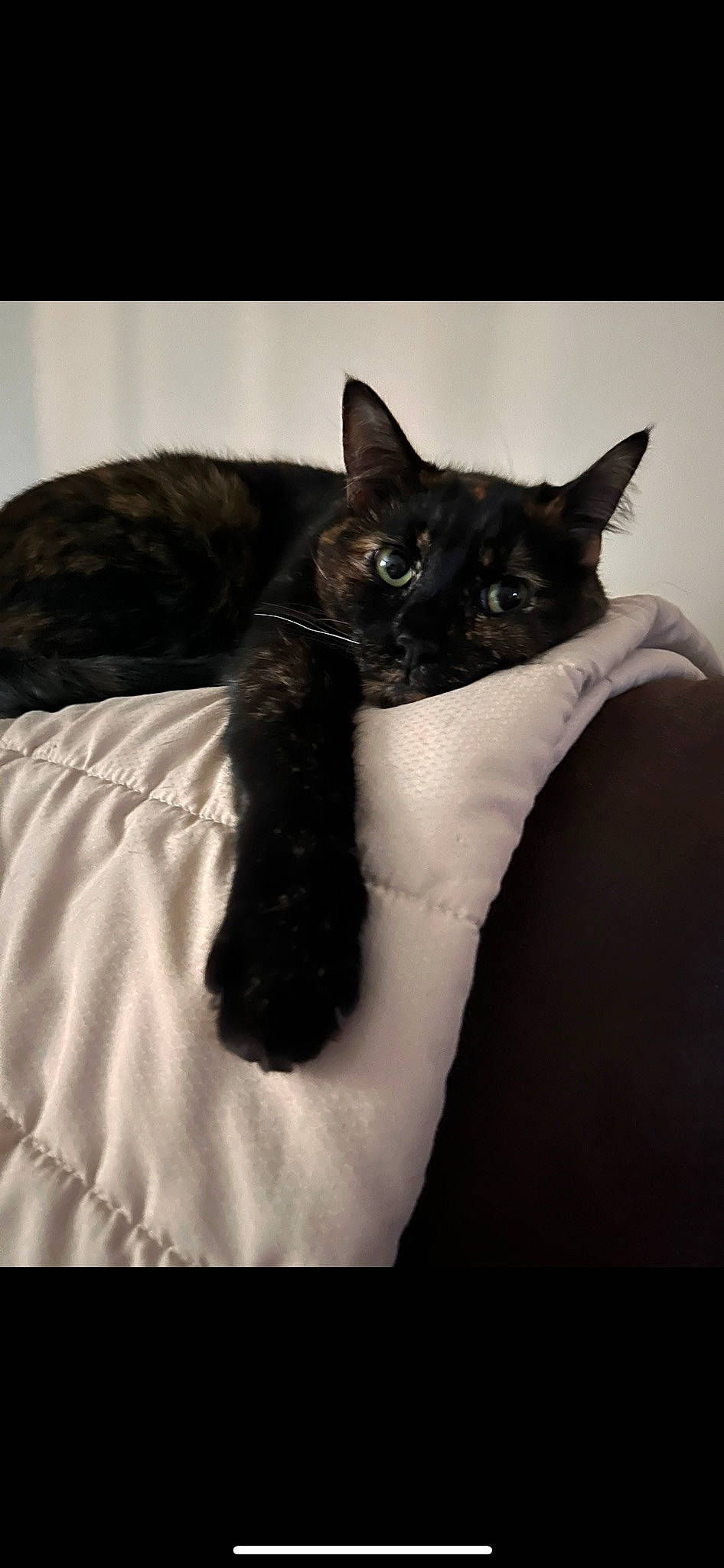 Cupid is registered to the contest to win money with this photo: black_cat, bombay, carnivore, cat, cat_supply, claw, comfort, domestic_short_haired_cat, ear, eye, felidae, fur, grey, havana_brown, linens, nap, small_to_medium_sized_cats, snout, tail, whiskers