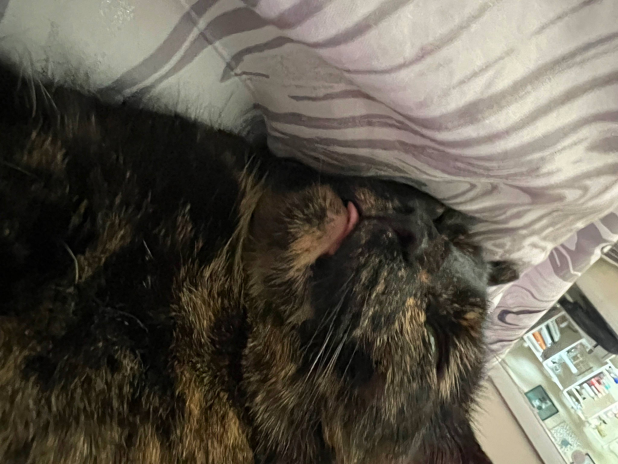 Cupid joined the competition — help win amazing prizes! canidae, carnivore, cat, claw, comfort, dog_breed, domestic_short_haired_cat, ear, facial_hair, felidae, fur, nap, natural_material, paw, small_to_medium_sized_cats, snout, sporting_group, tail, tints_and_shades, whiskers