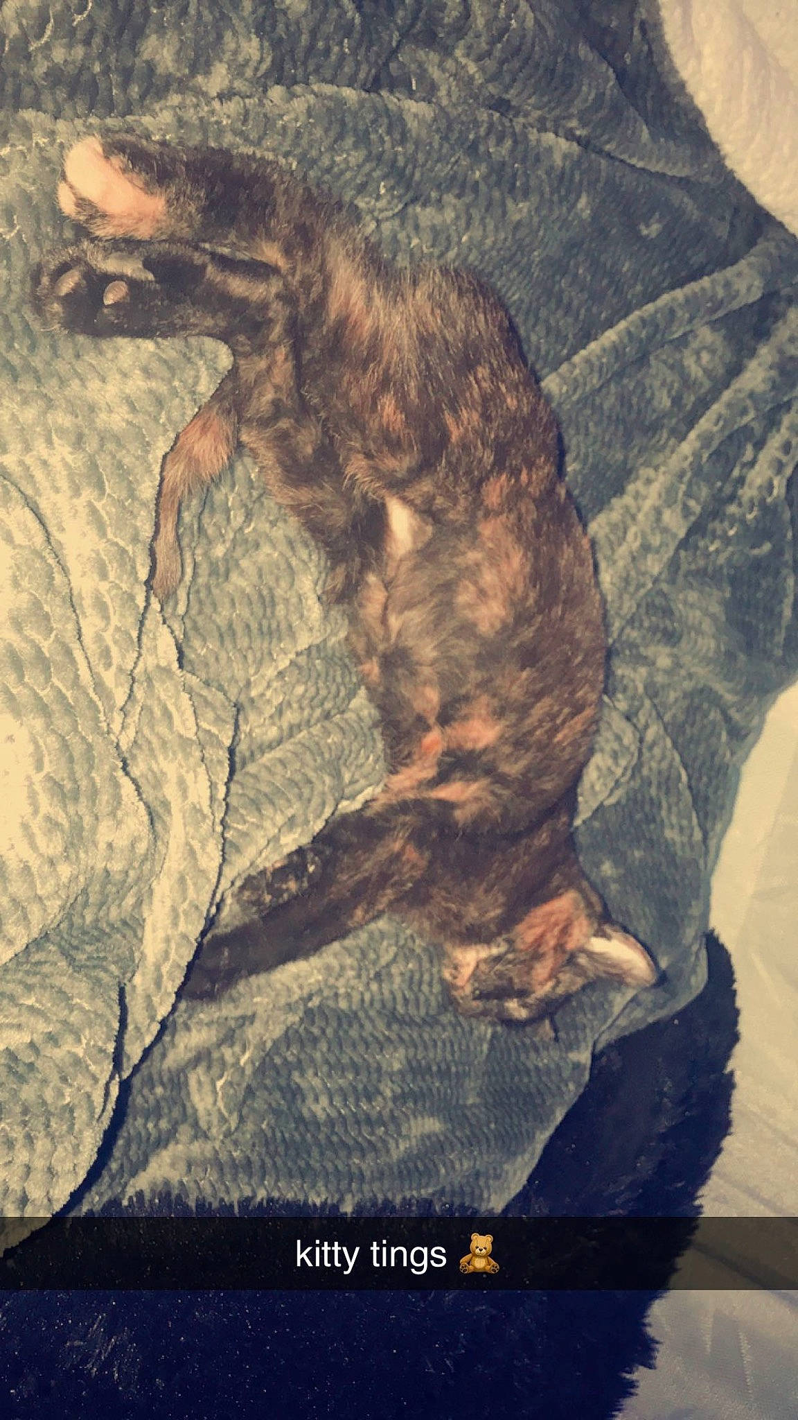 Cupid is registered to the contest to win money with this photo: art, canidae, carnivore, cat, claw, comfort, dog_breed, domestic_short_haired_cat, felidae, fur, liver, military_camouflage, painting, paw, small_to_medium_sized_cats, sporting_group, tail, terrestrial_animal, visual_arts, whiskers