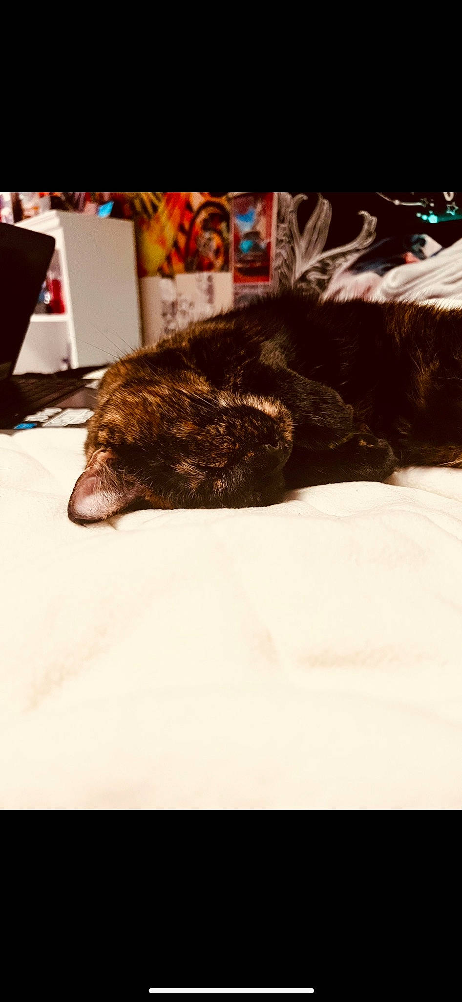 Cupid joined the competition — help win amazing prizes! canidae, carnivore, claw, comfort, companion_dog, dog, dog_breed, felidae, flooring, fur, linens, liver, mammal, small_to_medium_sized_cats, snout, sporting_group, tail, whiskers, wool, working_animal