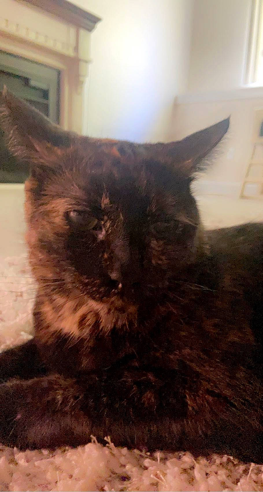 Cupid is registered to the contest to win money with this photo: black_cat, carnivore, cat, claw, cloud, domestic_short_haired_cat, felidae, flooring, fur, grey, paw, sky, small_to_medium_sized_cats, snout, tail, terrestrial_animal, tints_and_shades, whiskers, window, wood