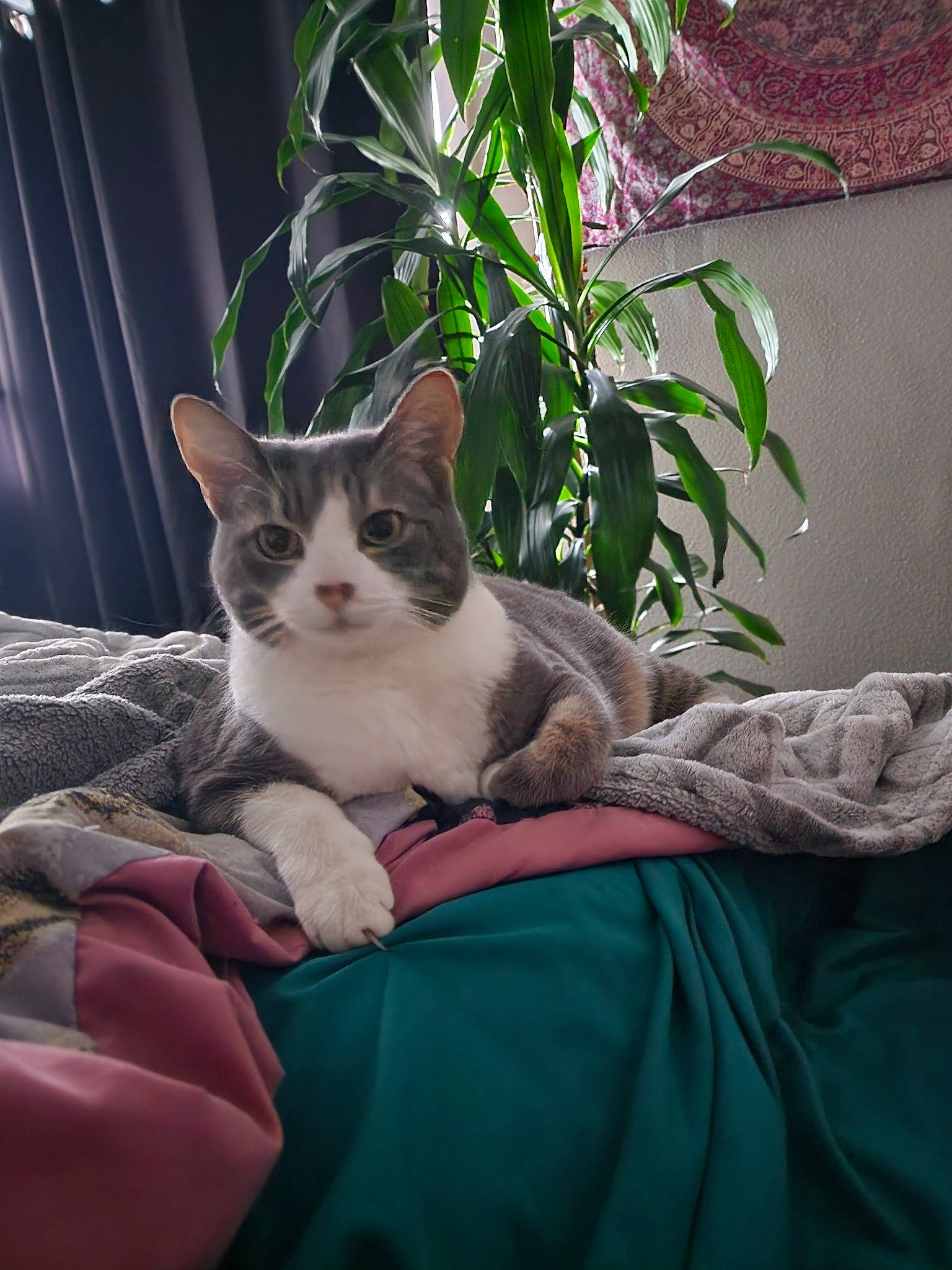 Flash is registered to the contest to win money with this photo: carnivore, cat, comfort, domestic_short_haired_cat, eye, felidae, flowerpot, fur, grass, grey, houseplant, plant, sitting, small_to_medium_sized_cats, snout, tail, tree, whiskers, window, wood