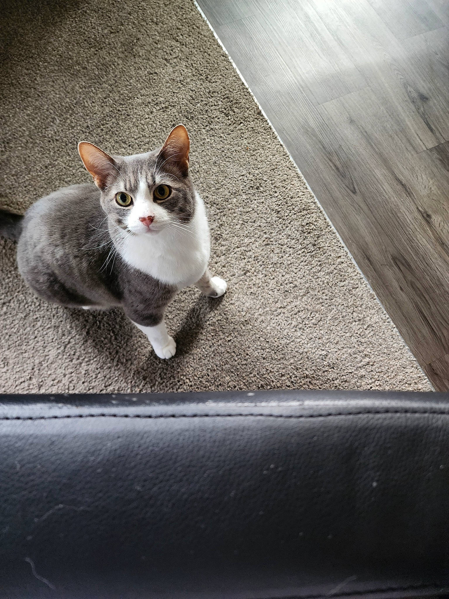 Flash is registered to the contest to win money with this photo: asphalt, carnivore, cat, domestic_short_haired_cat, eye, felidae, flooring, grey, leg, line, paw, road, road_surface, small_to_medium_sized_cats, snout, tail, tints_and_shades, tree, whiskers, wood