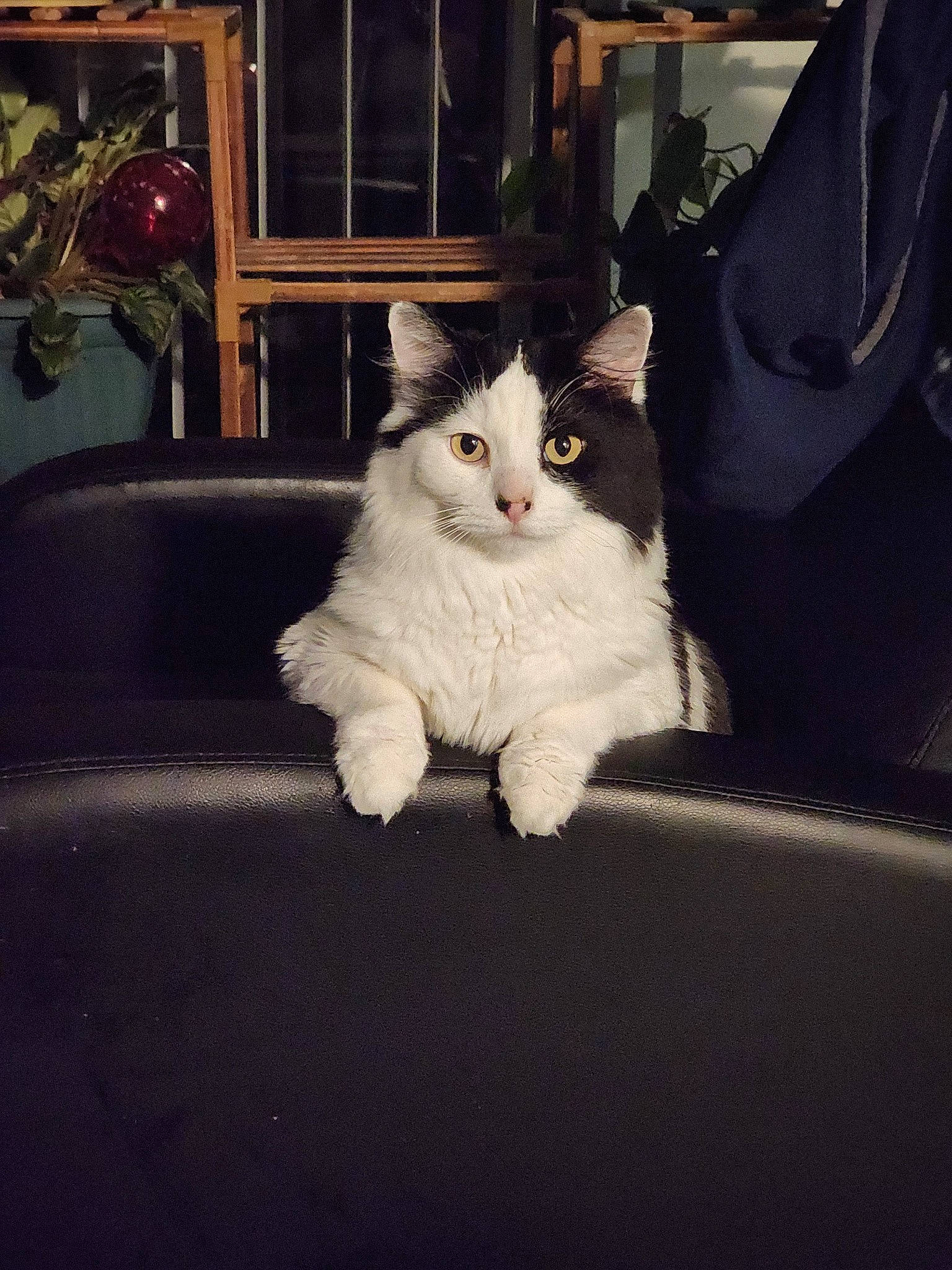 Oreo is registered to the contest to win money with this photo: bookcase, carnivore, cat, darkness, domestic_short_haired_cat, eye, felidae, flooring, fur, human_leg, leg, paw, road_surface, shelf, small_to_medium_sized_cats, snout, tail, tints_and_shades, whiskers, wood