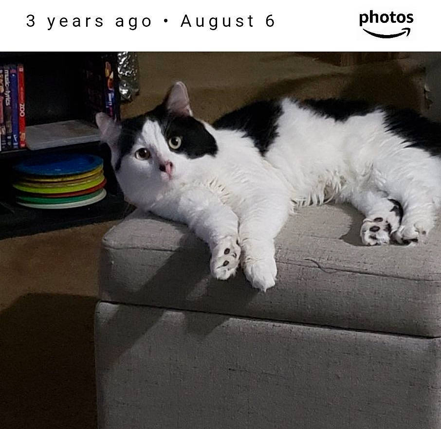 Oreo joined the competition — help win amazing prizes! art, carnivore, cat, domestic_short_haired_cat, felidae, foot, fur, human_leg, metal, monochrome_photography, paw, photo_caption, plant, rectangle, sitting, sky, small_to_medium_sized_cats, snout, tail, whiskers