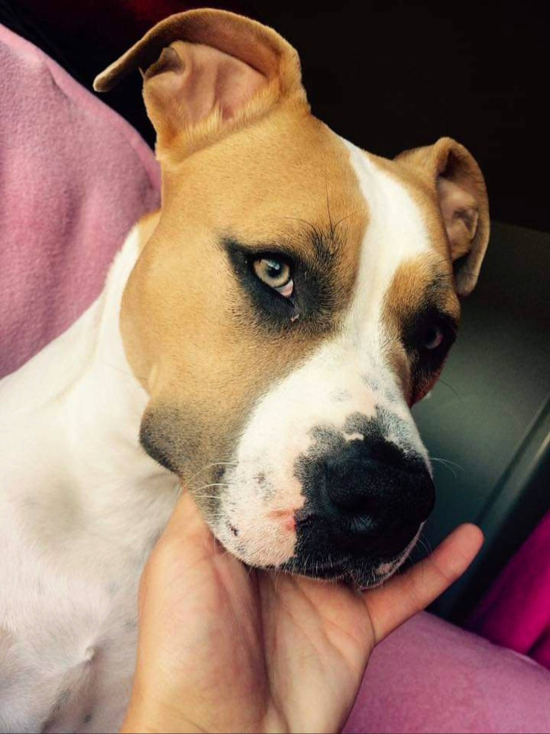 Monstarr joined the competition — help win amazing prizes! bored, canidae, carnivore, collar, comfort, companion_dog, dog, dog_breed, dog_collar, ear, fawn, fur, jaw, non_sporting_group, puppy, snout, sporting_group, terrestrial_animal, whiskers, working_animal