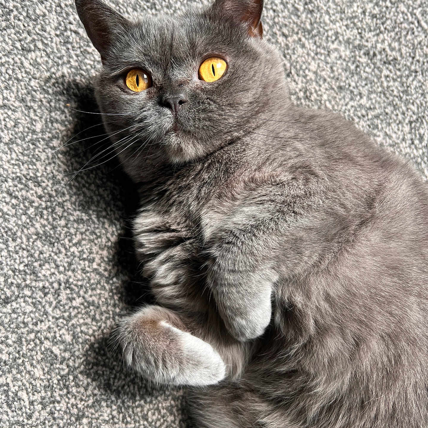 Phoebe joined the competition — help win amazing prizes! amber_eyes, animal, carpet, cat, close_up, curious, cute, domestic_animal, feline, grey_fur, indoor, laying, lying_down, mammal, paw, pet, portrait, relaxed, soft_fur, whiskers