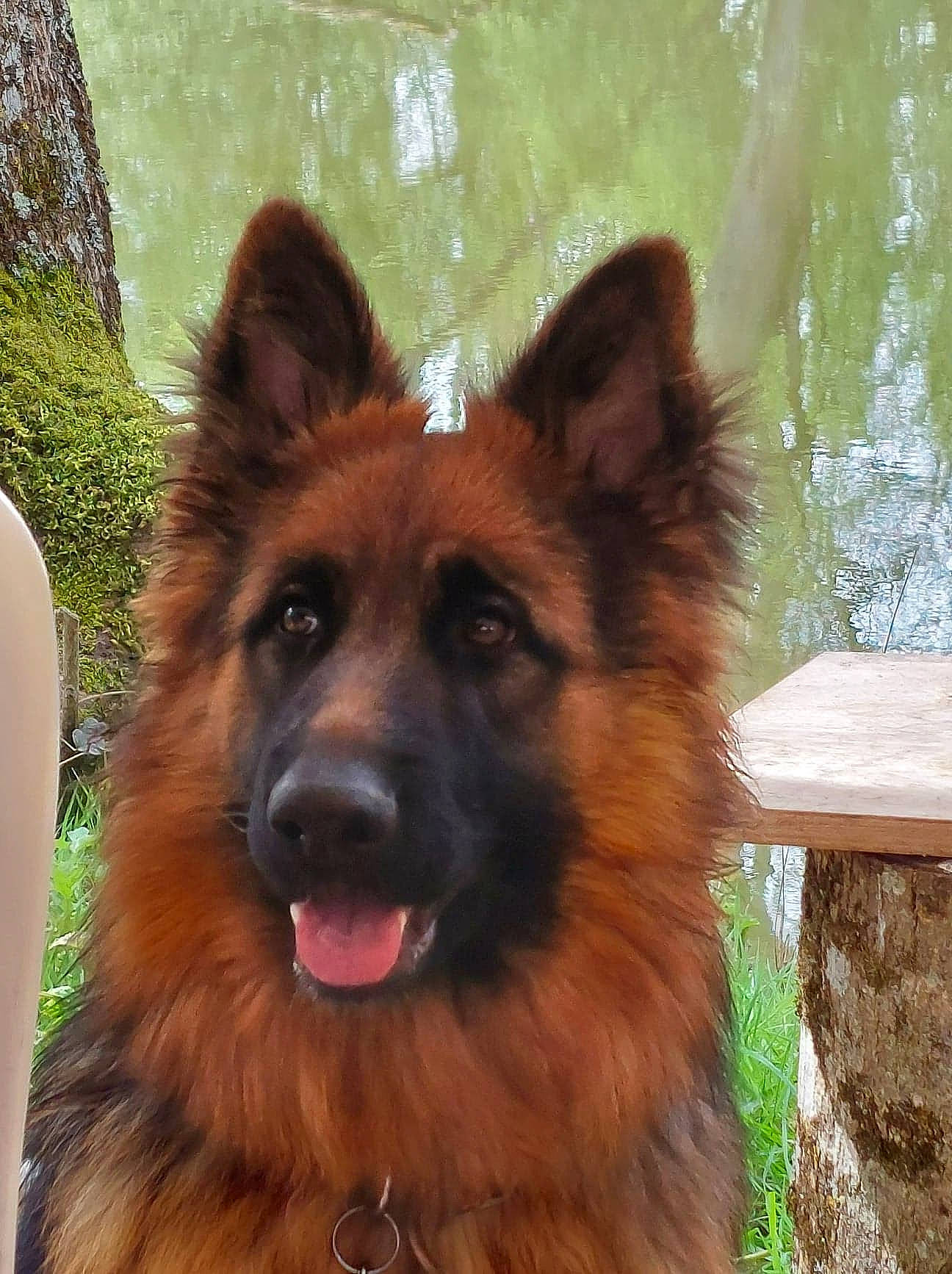 Shéshé a rejoint le concours — aidez-le/la à gagner de superbes lots ! canidae, carnivore, companion_dog, dog, dog_breed, fawn, fur, grass, herding_dog, king_shepherd, liver, old_german_shepherd_dog, plant, snout, sporting_group, water, whiskers, wood, working_animal, working_dog