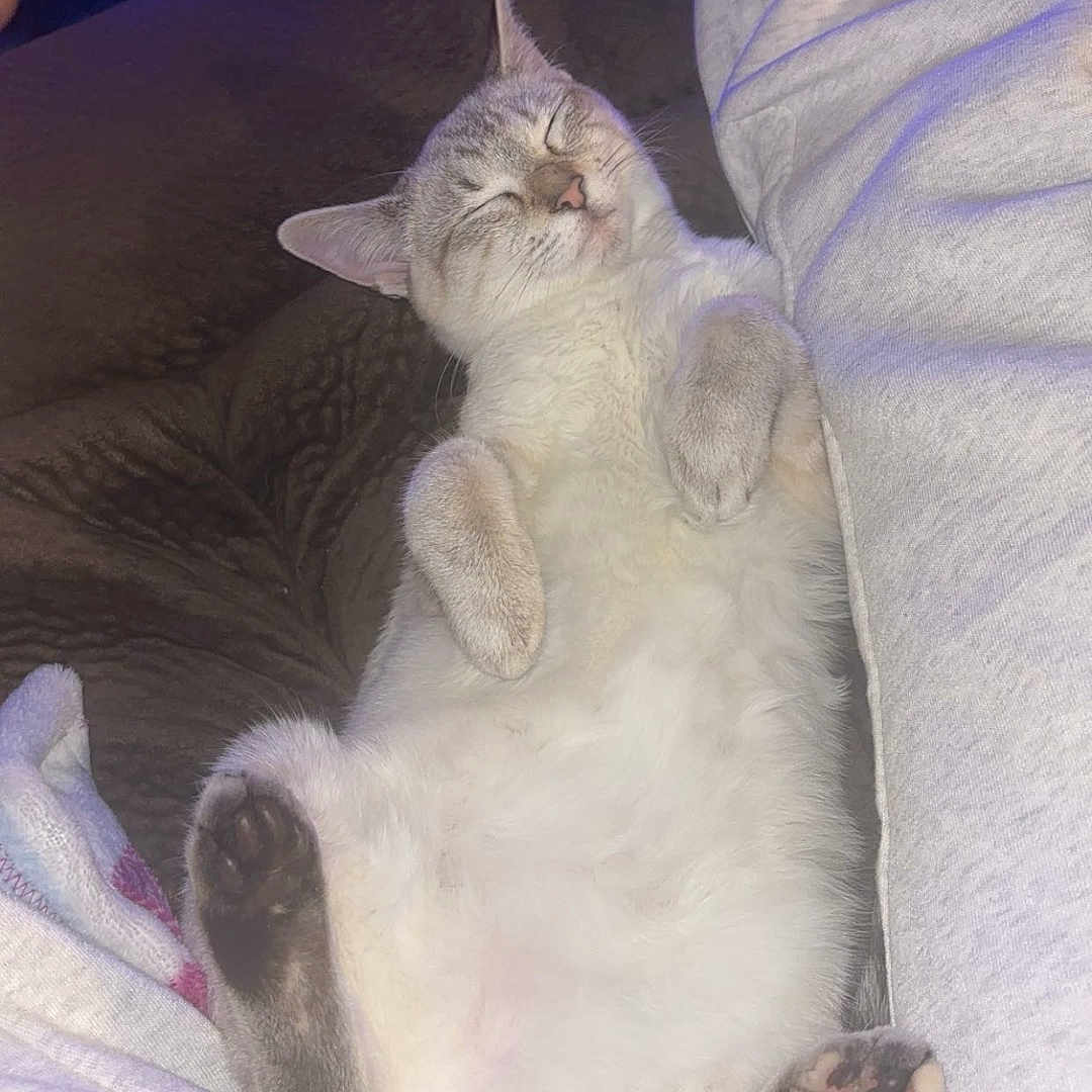 Maisie joined the competition — help win amazing prizes! animal, bed, bedroom, blanket, cat, clothing, couch, cushion, furniture, homedecor, indoors, kitten, linen, manx, pants, person, pet, room, siamese, sleeping