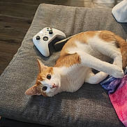 Mazapan joined the competition — help win amazing prizes! cat, orange_cat, white_cat, couch, gaming_controller, controller, wooden_floor, indoor, pet, animal, feline, relaxed, looking, curious, fur, ears, whiskers, home, cozy, resting