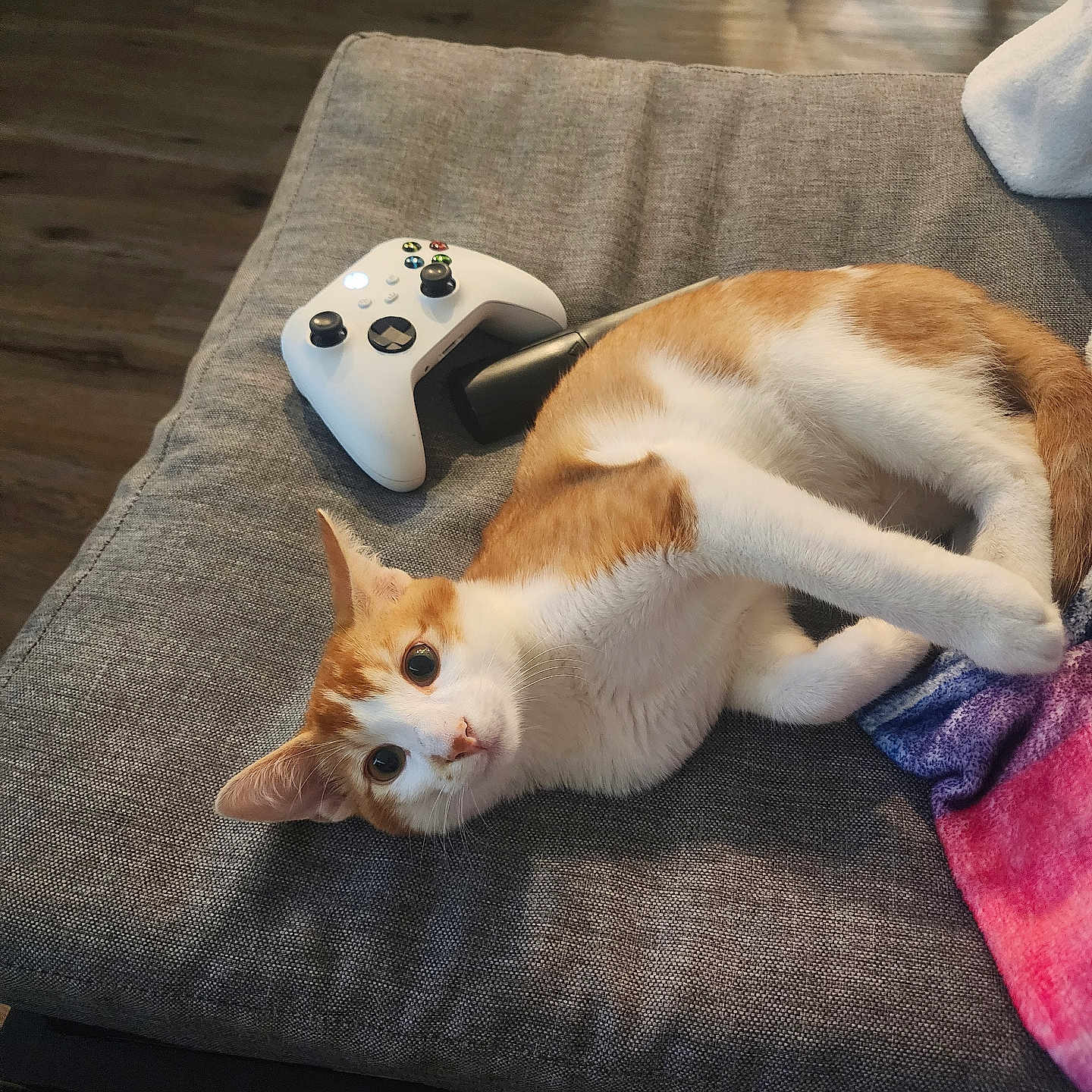 Mazapan joined the competition — help win amazing prizes! cat, orange_cat, white_cat, couch, gaming_controller, controller, wooden_floor, indoor, pet, animal, feline, relaxed, looking, curious, fur, ears, whiskers, home, cozy, resting