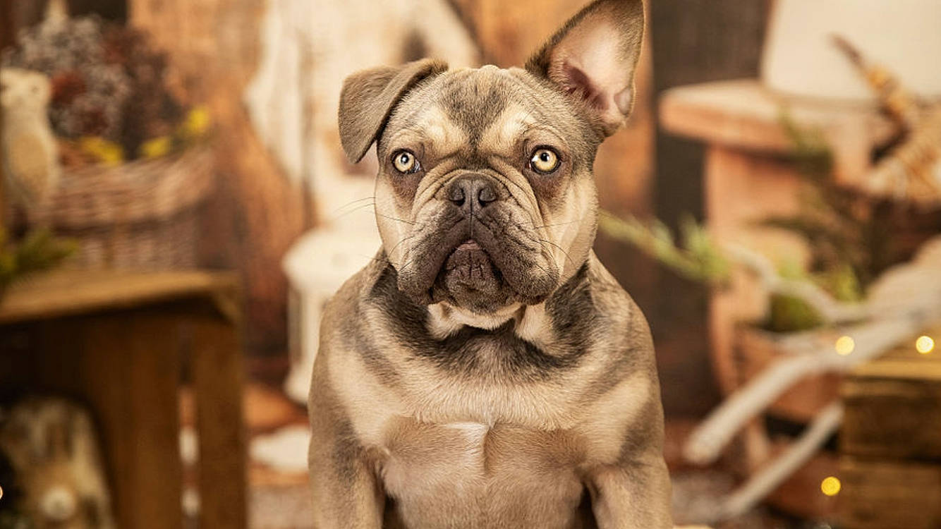 Bruce participe au concours pour gagner de l'argent avec cette photo : bulldog, carnivore, companion_dog, dog, dog_breed, ear, event, fawn, french_bulldog, grass, houseplant, plant, pug, snout, sporting_group, terrestrial_animal, toy_dog, whiskers, working_animal, wrinkle