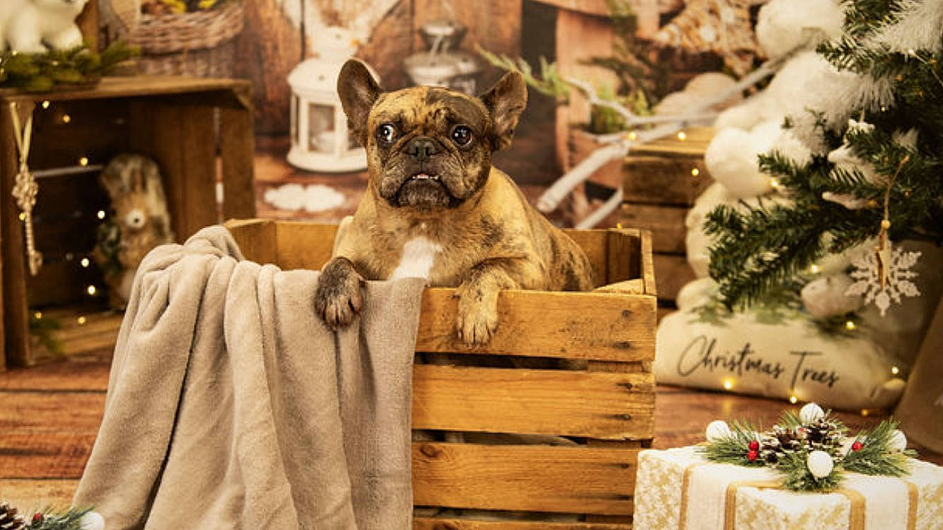 Naya participe au concours pour gagner de l'argent avec cette photo : canidae, carnivore, companion_dog, conifer, dog, dog_breed, event, fawn, fur, holiday, plant, pug, snout, sporting_group, toy_dog, tradition, whiskers, wood, working_animal, wrinkle