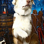 Basil participe au concours pour gagner de l'argent avec cette photo : dog, puppy, white_fur, brown_fur, sitting, crossed_paw, portrait, outdoor, halloween, spooky, forest, blue_lighting, lantern, candle, barrel, wooden_fence, pumpkin, skull, costume, dramatic