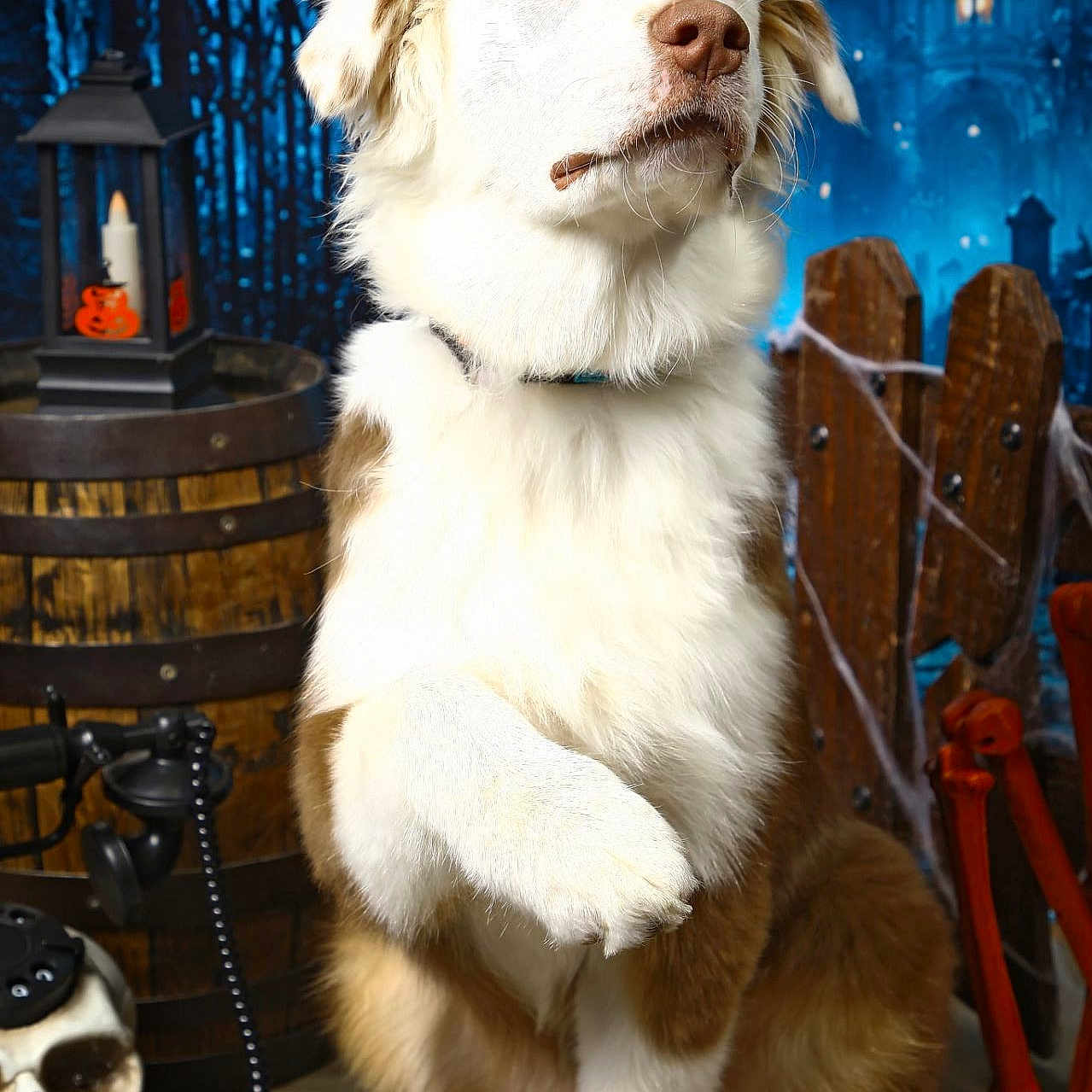 Basil
