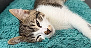Bloom a rejoint le concours — aidez-le/la à gagner de superbes lots ! cat, tabby, sleeping, close_up, pet, feline, cozy, blanket, teal, fur, whiskers, relaxation, indoor, cute, animal, resting, soft, napping, comfort, portrait