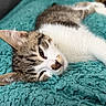 cat, tabby, sleeping, close_up, pet, feline, cozy, blanket, teal, fur, whiskers, relaxation, indoor, cute, animal, resting, soft, napping, comfort, portrait