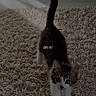Bloom a rejoint le concours — aidez-le/la à gagner de superbes lots ! kitten, cat, stretching, rug, fluffy_rug, indoor, sunlight, shadow, morning, time_overlay, pet, cute, feline, whiskers, tail_up, floor, playful, young_cat, domestic_cat, curious