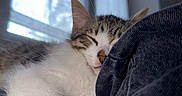 Bloom a rejoint le concours — aidez-le/la à gagner de superbes lots ! animal, calm, cat, close_up, comfort, cozy, cute, fur, home, indoor, light, nose, pet, relaxation, resting, sleeping, soft, texture, whiskers, window