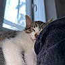 Bloom a rejoint le concours — aidez-le/la à gagner de superbes lots ! cat, sleeping, close_up, indoor, window, light, fur, cozy, resting, pet, animal, whiskers, nose, soft, texture, relaxation, calm, home, comfort, cute