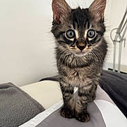 Berlioz participe au concours pour gagner de l'argent avec cette photo : kitten, tabby, cat, pet, animal, feline, young, cute, whiskers, ears, paws, bed, blanket, gray, white, indoor, fur, alert, wide_eyes, domestic
