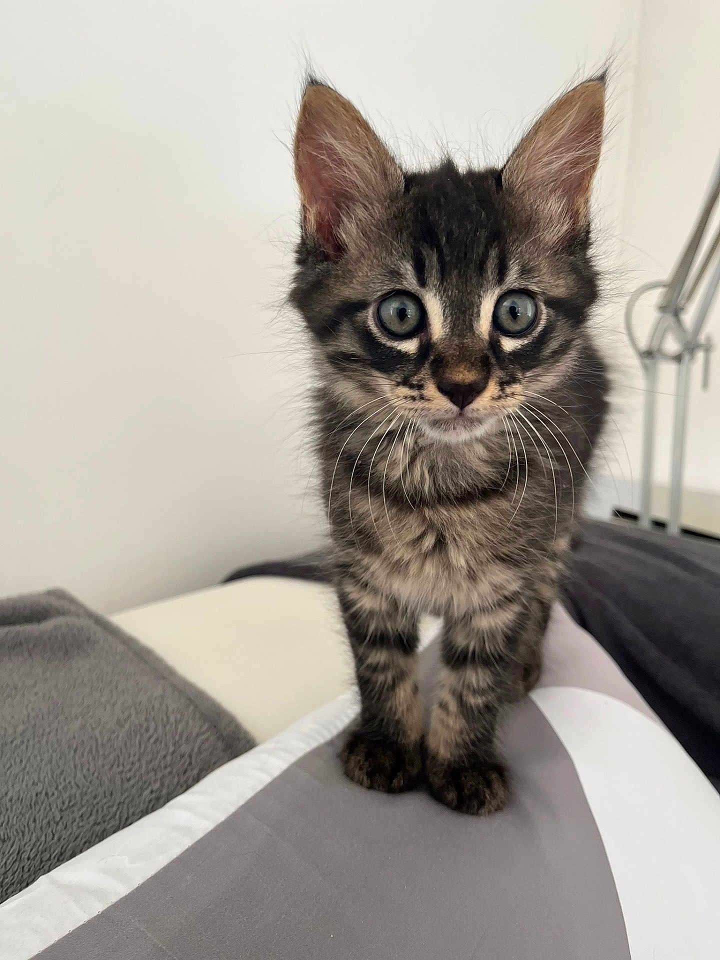 Berlioz participe au concours pour gagner de l'argent avec cette photo : kitten, tabby, cat, pet, animal, feline, young, cute, whiskers, ears, paws, bed, blanket, gray, white, indoor, fur, alert, wide_eyes, domestic