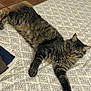 Berlioz participe au concours pour gagner de l'argent avec cette photo : cat, tabby, sleeping, bedspread, patterned, indoor, pet, feline, fur, paw, relaxing, resting, cozy, domestic, animal, striped, whiskers, clothes, floor, tile