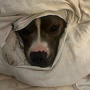 Beaux joined the competition — help win amazing prizes! dog, blanket, face, nose, pet, cozy, brown, white, fur, resting, cute, indoor, comfort, wrapped, sleepy, warm, closeup, snug, animal, domestic