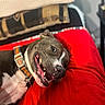 Beaux is registered to the contest to win money with this photo: dog, smiling, collar, red_cushion, indoor, bedroom, pillow, resting, pet, canine, happy, fur, tongue, close_up, comfort, domestic_animal, relaxed, animal, household, cute