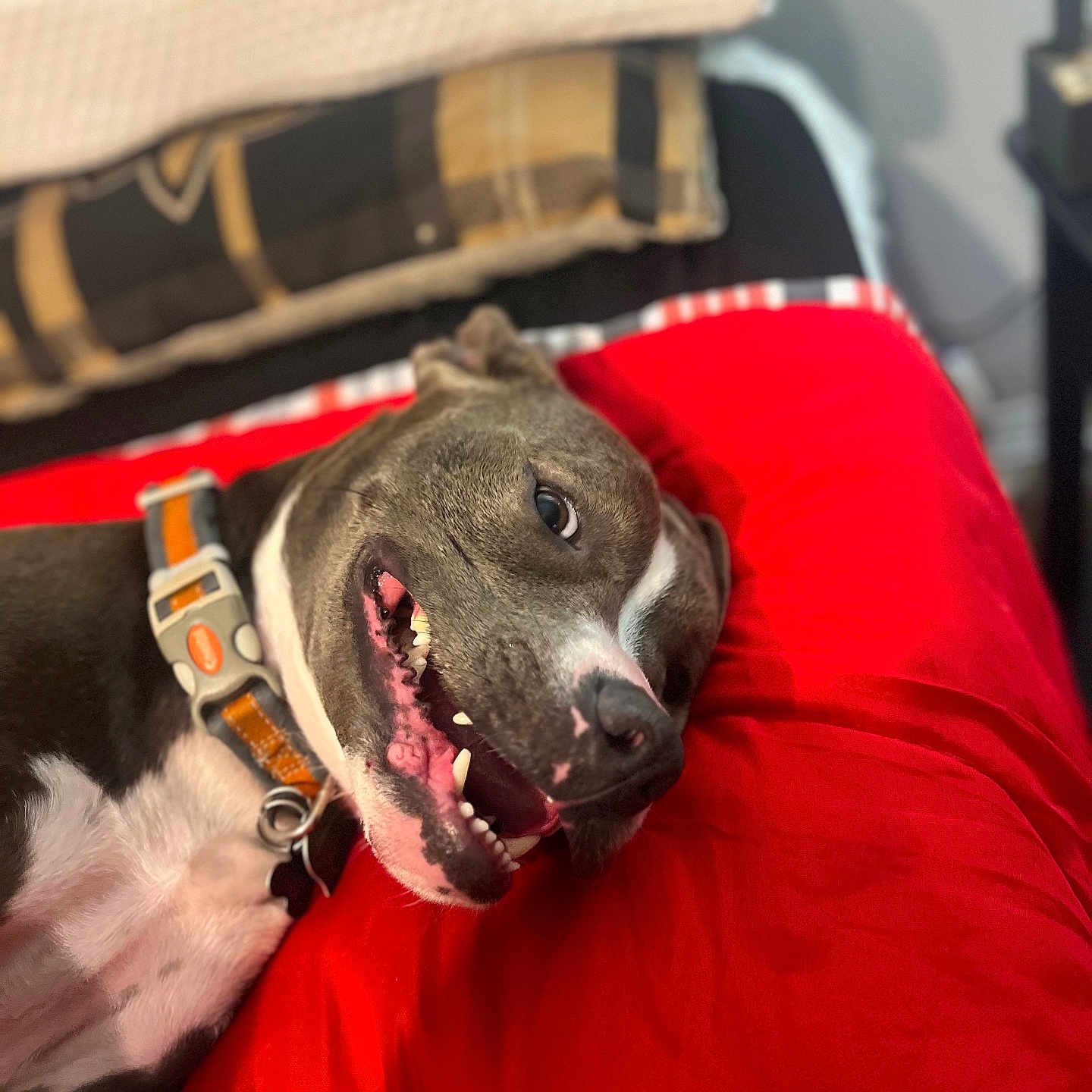 Beaux is registered to the contest to win money with this photo: dog, smiling, collar, red_cushion, indoor, bedroom, pillow, resting, pet, canine, happy, fur, tongue, close_up, comfort, domestic_animal, relaxed, animal, household, cute
