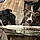 Gypsy And Beaux